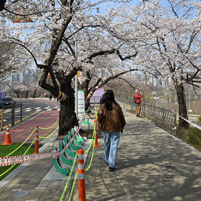Cherry Blossom